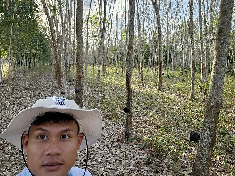 สภาพสวนยางของครอบครัวช่วงผลัดใบ